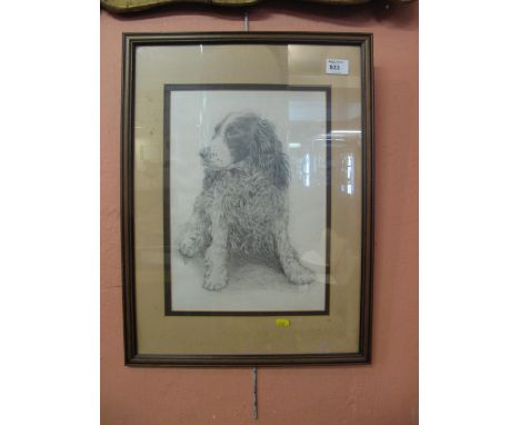Initials: S.L.S., 'Study of a Spaniel', pencil sketch, dated '85.  Framed and glazed.