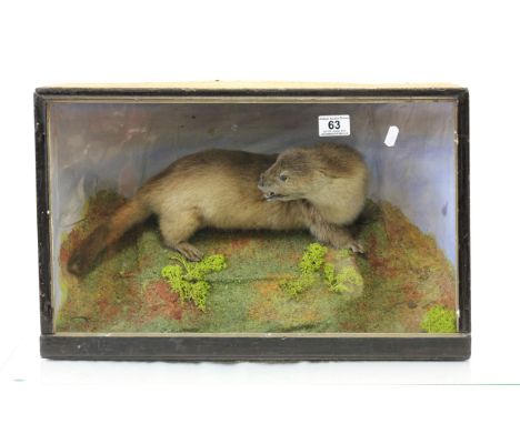 Cased Taxidermy model of an Otter