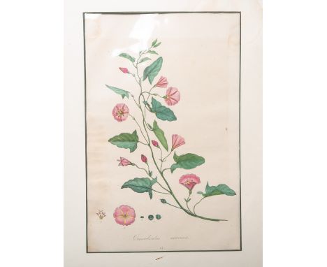 KünstlerIn unbekannt (18.-19. Jh.), "Convolvulus arvensis" (um 1810), altkolorierterKupferstich, m. botanischer Legende, Blat