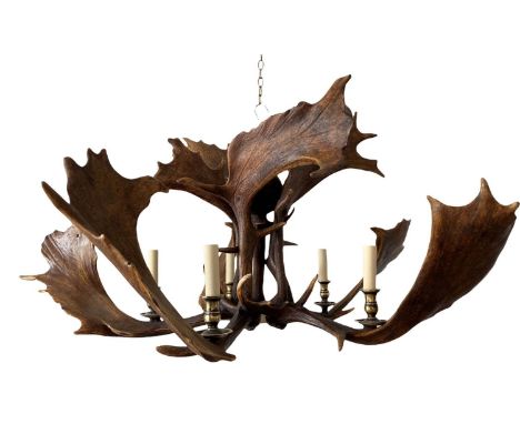 FALLOW ANTLER CHANDELIER, five branch, 50cm drop approx. 