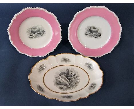 An early 19th century  Flight Barr and Barr Worcester black and white bat printed dish of oval form with shell and coral deta