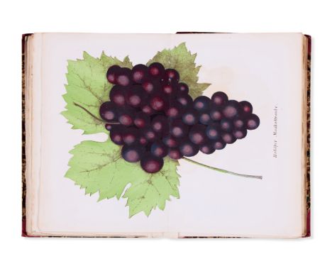 [Garten-Zeitung],&nbsp;bound without title, 83 chromolithographs of fruit, 20 lithograph portraits of horticulturalists, occa