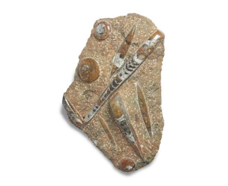 A POLISHED FOSSIL GROUPPOSSIBLY MORROCOThe specimens including Orthocones49cm wide 