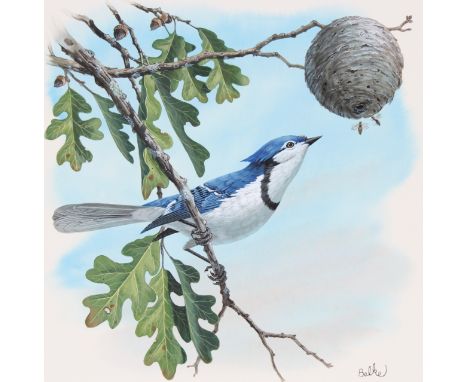 Don Balke (North Carolina, B. 1933) "Blue Jay" Signed lower right. Original Watercolor painting on Illustration Board. Proven