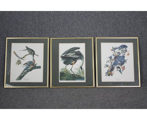 Book plate prints of birds, a set of three framed and glazed. H.54 W.46cm. (Each). 