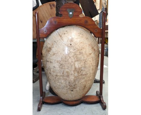 TAXIDERMY: a blonde river turtle shell (Podocnemis expansa) mounted as a fire screen, 95 x 60cm - frame measurement.