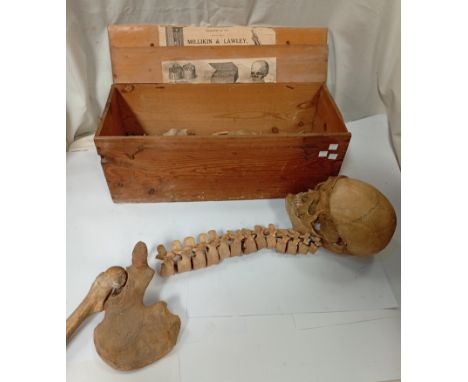 A part human skeleton with skull, part spine, other skeletal fragments - in a pine box with label for Milliken and Lamsley.