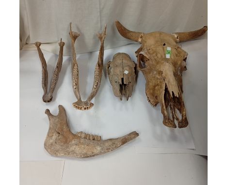 A bovine skull, 50cm long and other animal skulls and fragments.
