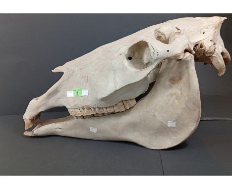 A Zebra skull - 53 cm long.