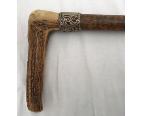 A horn handled walking stick with a silver collar. 84cms l.Condition ReportGood condition.