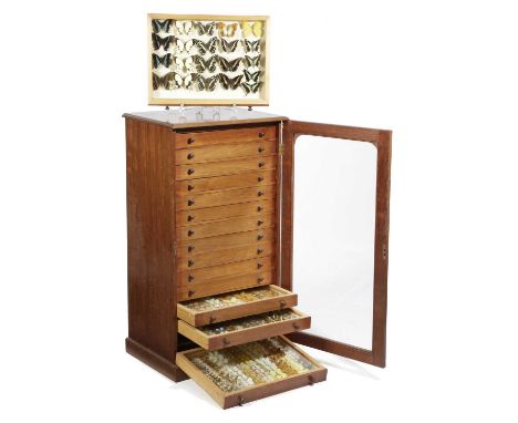 λ A MAHOGANY COLLECTOR'S CABINET OF WORLD BUTTERFLIES AND MOTHS20TH CENTURYwith a glazed door enclosing fifteen glass topped 