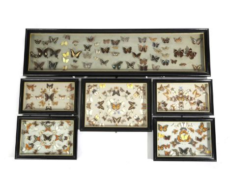 λ SIX BOX FRAMES OF WORLD BUTTERFLIES AND MOTHSincluding: swallowtails, heliconius, leaf butterflies, Paris peacock, Purple E