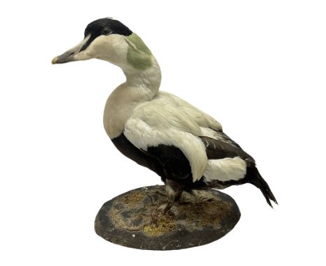 Taxidermy: Common Eider (Somateria Mollisima), full mount drake, upon an oval base, decorated with oyster shells, H42cm