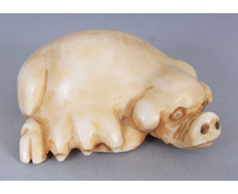 AN EARLY 20TH CENTURY SIGNED JAPANESE IVORY NETSUKE OF A RECLINING SOW, the base with an engraved signature, 1.8in long & 0.6