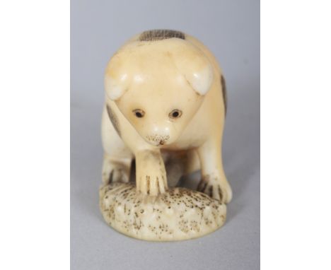 A JAPANESE MEIJI PERIOD IVORY NETSUKE OF PUPPY PLAYING WITH A SHELL, his feet forming the himotoshi, 1.5in long & 1.2in high.