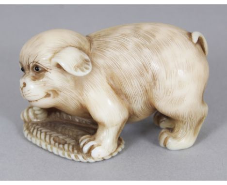 A GOOD QUALITY SIGNED JAPANESE MEIJI PERIOD IVORY NETSUKE OF A PUPPY PLAYING WITH A REEDED MAT, the side with an engraved sig