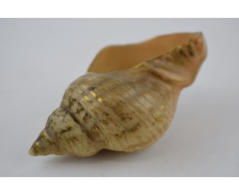 Royal Worcester blush ivory naturalistic shell. 8cm.  In good original condition, free of restoration or damage.