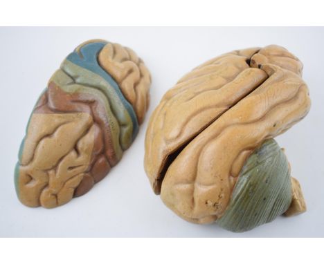 A scientific 'Model of a Human Brain' in three sections. Unknown maker. 19cm x 9cm.  In good original condition.