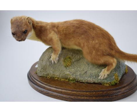 Vintage taxidermy model of a stoat, mounted onto naturalistic base, 35cm long.  