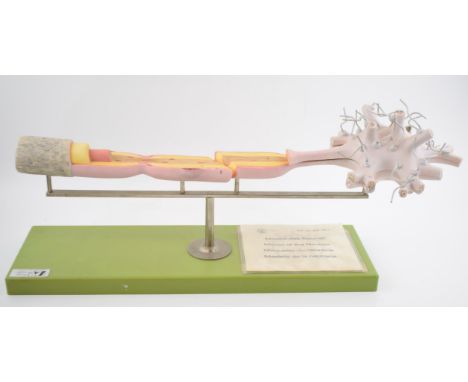 Medical / scientific 'Model of The Neuron' by Adam Rouilly, London. Made in West Germany. 56cm x 25cm.  In good original cond