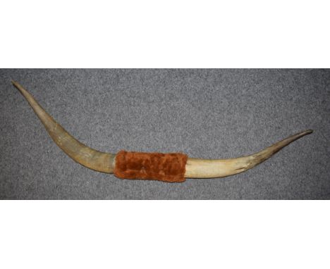 A mounted vintage pair of cow horns with fabric centre, 111cm wide.  Some splits / wear to horns as expected.