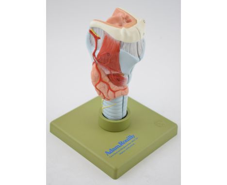 Medical / scientific 'Model of the Larynx' by Adam Rouilly, London. Made in West Germany. Height 18cm.  In good original cond
