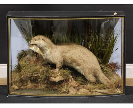 Taxidermy - an otter, full mount with trout prey, naturalistic setting, glazed case, bearing label Preserved by J. COOPER, 28