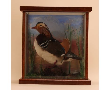 Taxidermy - a mandarin duck (Aix galericulata), full mount, naturalistic setting, glazed case, 38.5cm high, 35.5cm wide, 19cm