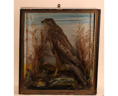 Taxidermy - a common buzzard (Buteo buteo), full mount, naturalistic setting, glazed case, 51cm high, 45.5cm wide, 18cm deep