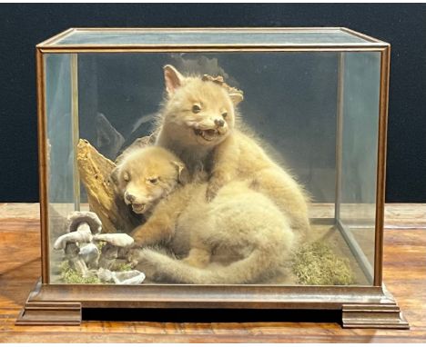 Taxidermy - a pair of red fox cubs (Vulpes vulpes), full mount, naturalistic setting, glazed case, 30cm high, 41.5cm wide, 36