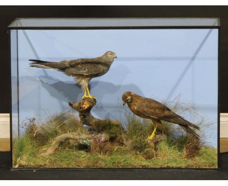Taxidermy - a pair of Montagu's harriers (Circus pygargus), reputedly by Rowland Ward and later re-cased, 63.5cm high, 91.5cm
