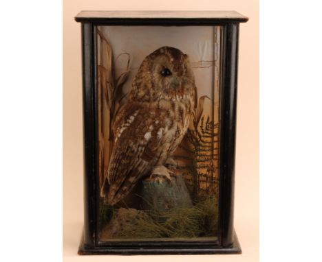 Taxidermy - a tawny owl (Strix aluco), full mount, naturalistic setting, glazed case, 43cm high, 30cm wide, 19.5cm deep