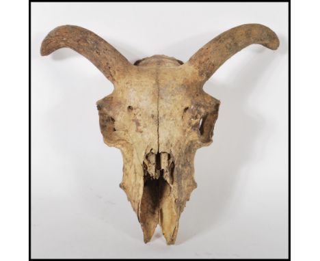 A 20th century taxidermy interest Ram's skull having curved horns and teeth still present.&nbsp;Measures: 22cm long