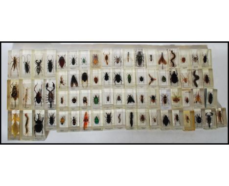 A large collection of taxidermy insects set within resin to include Praying Mantis, Spur-throated Grasshopper, Antelope Beetl