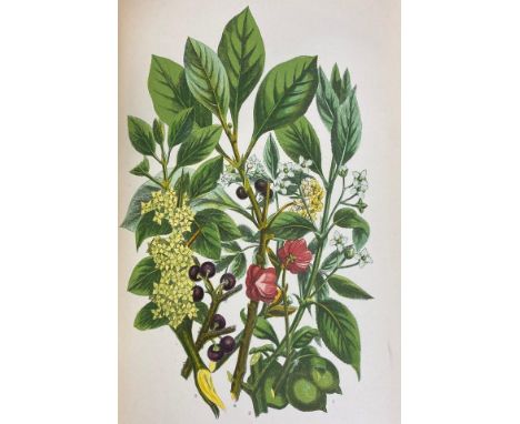 EDWARD HAMILTON. The Flora Homeopathica, volume 2, 1853 and 9 others (10). *CR (i) some light spotting, title and first leave