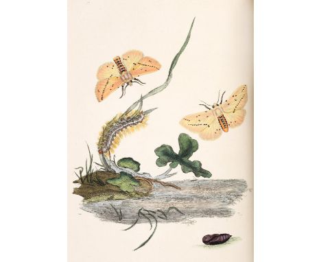 EDWARD DONOVAN. The Natural History of British Insects, 8 volumes, 1804. *CR Occasional light spotting.