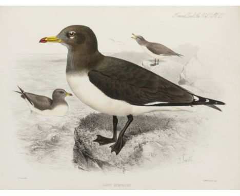 Dwight (Jonathan) The Gulls (Laridae) of the World, Bulletin of the American Museum of Natural History, vol. 52, part. 3, pp.