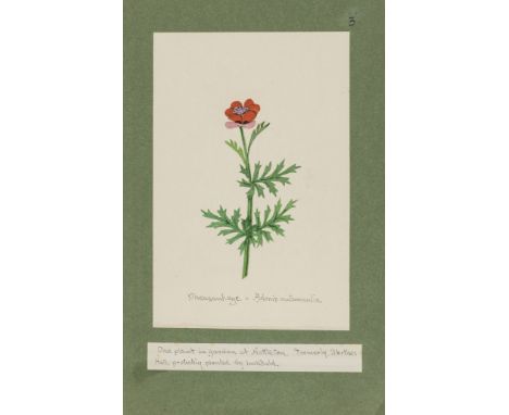 Mosley (Seth Lister) A Series of Hand-Painted Figures of all the Herbaceous Flowering Plants found in the District [Huddersfi