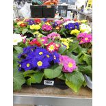 Tray containing 8 potted primulas
