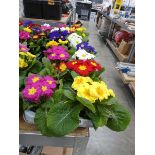 Tray containing 8 potted primulas