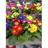 Tray containing 8 potted primulas