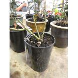 Potted Velvet Fragrance hybrid tea rose