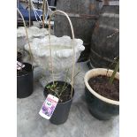 Potted Super Fairy rambler rose
