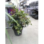 Potted viburnum shrub in pot