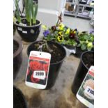 Potted Thinking of You hybrid tea rose