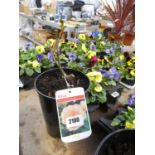 Potted Renaissance hybrid tea rose