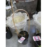 Potted Open Arms climbing rose
