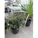 Potted viburnum shrub in pot