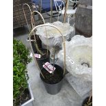 Potted Aloha climbing/ rambler rose