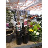 4 potted raspberry fruit canes (3 Mailing Jewel, 1 Glenn Clover)